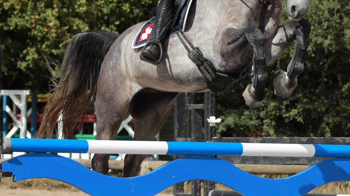 Skal 5 års springe 120 til Hingstekåring?